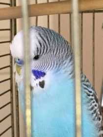 Lost Budgerigar