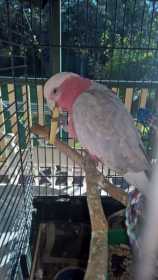 Lost Galah Cockatoo