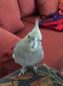 Lost Cockatiel