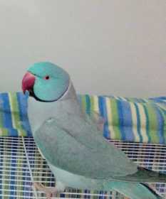 Lost Indian Ringneck Parakeet