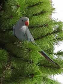 Lost Indian Ringneck Parakeet