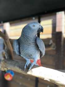 Lost African Grey