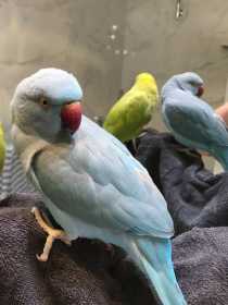 Lost Indian Ringneck Parakeet