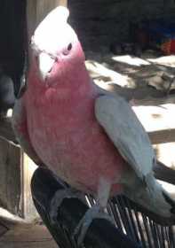 Lost Galah Cockatoo