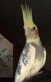 Lost Cockatiel