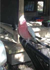 Lost Galah Cockatoo