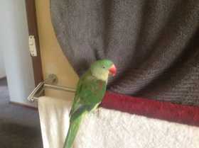 Lost Alexandrine