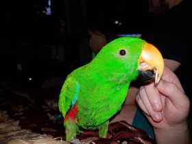 Lost Eclectus