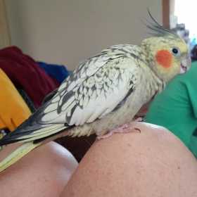 Lost Cockatiel