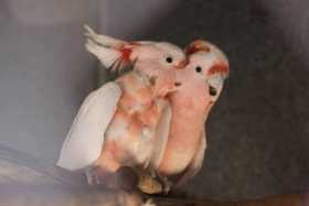 Lost Major Mitchell Cockatoo