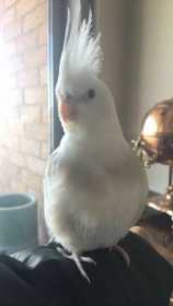 Lost Cockatiel