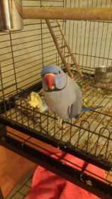 Lost Indian Ringneck Parakeet