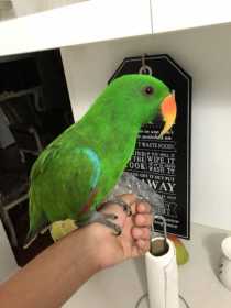 Lost Eclectus