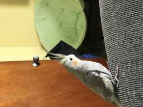 Lost Cockatiel