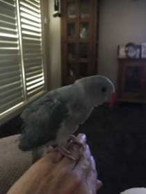 Lost Indian Ringneck Parakeet