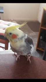 Lost Cockatiel