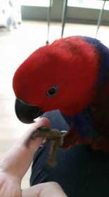 Lost Eclectus