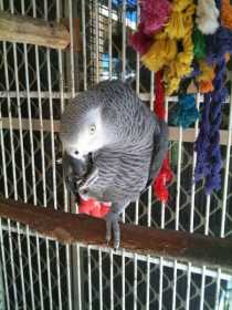 Lost African Grey