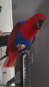 Lost Eclectus