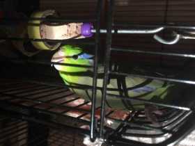 Lost Parrotlet