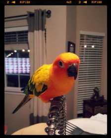 Lost Conure