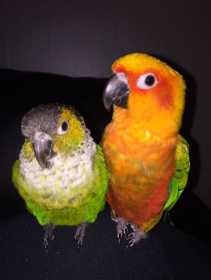 Lost Conure