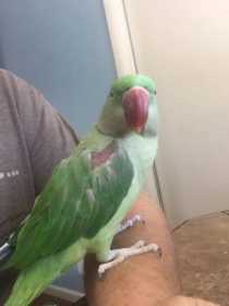 Lost Alexandrine