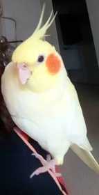 Lost Cockatiel