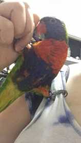 Lost Lory / Lorikeet