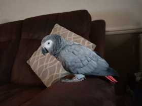 Lost African Grey