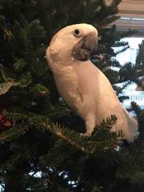 Lost Cockatoo