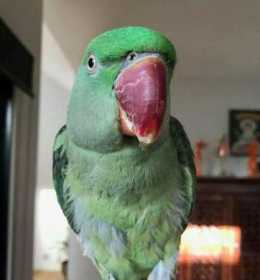 Lost Alexandrine