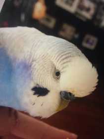 Lost Budgerigar