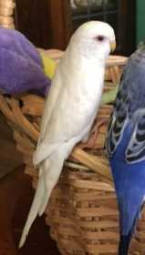 Lost Parakeet
