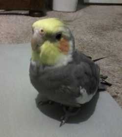 Lost Cockatiel