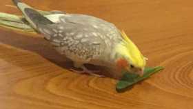 Lost Cockatiel