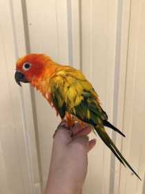 Lost Conure