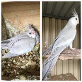 Lost Cockatiel