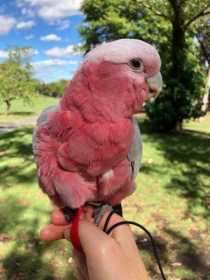 Lost Galah Cockatoo