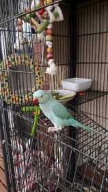 Lost Indian Ringneck Parakeet