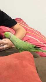 Lost Indian Ringneck Parakeet