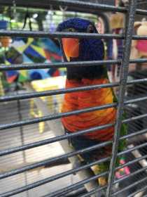 Lost Lory / Lorikeet