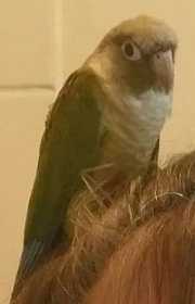 Lost Conure