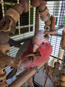 Lost Galah Cockatoo