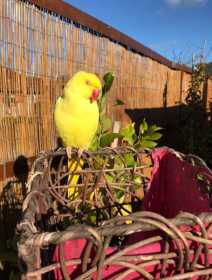 Lost Australian Ringneck Parakeet