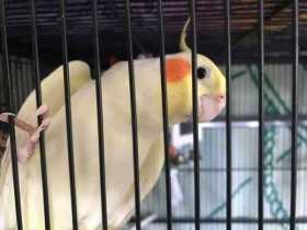 Lost Cockatiel