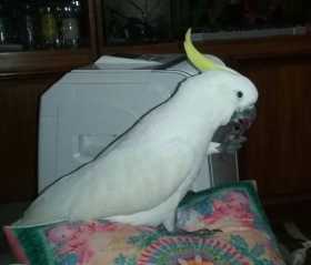 Lost Cockatoo