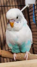 Lost Budgerigar