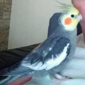 Lost Cockatiel