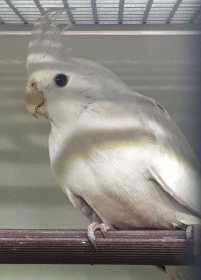 Lost Cockatiel